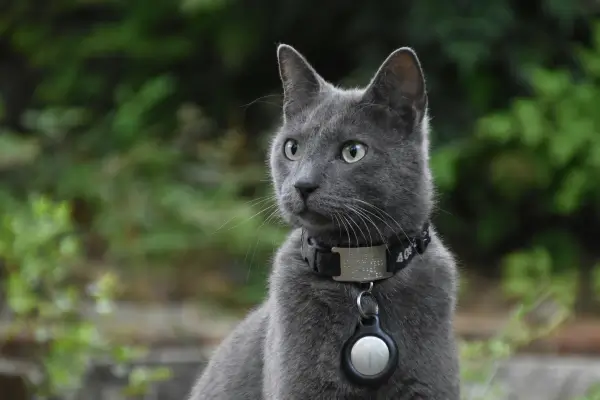 Rastreador para animais blog